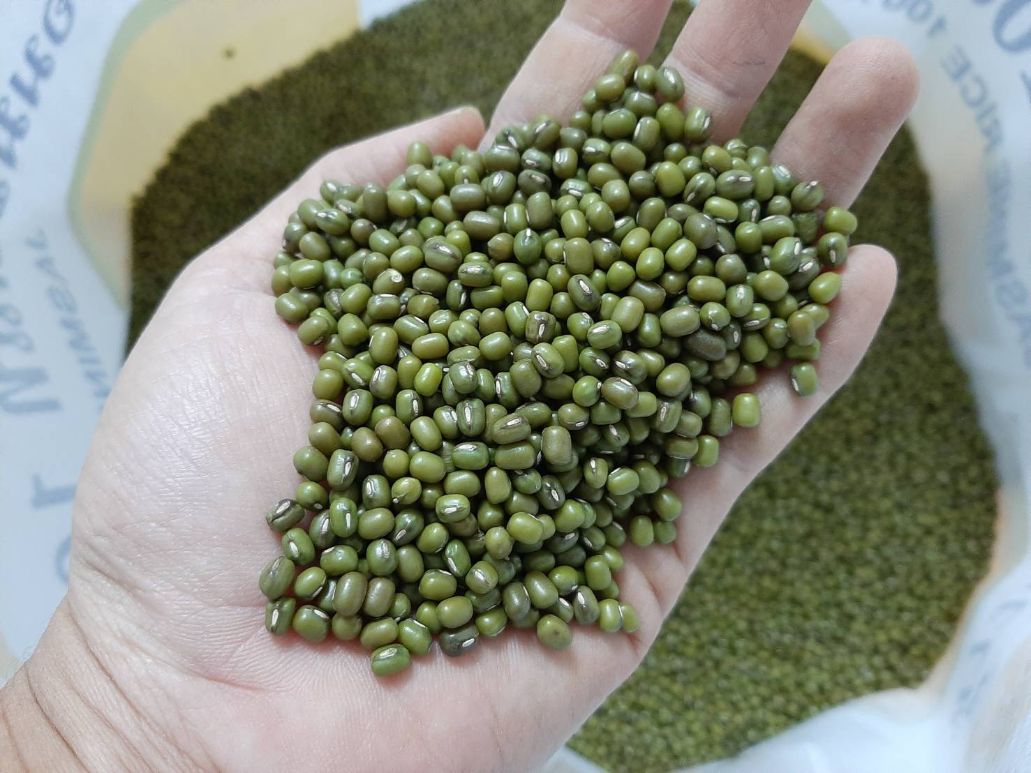 Mungo — veleprodajno pakovanje — 10 kg