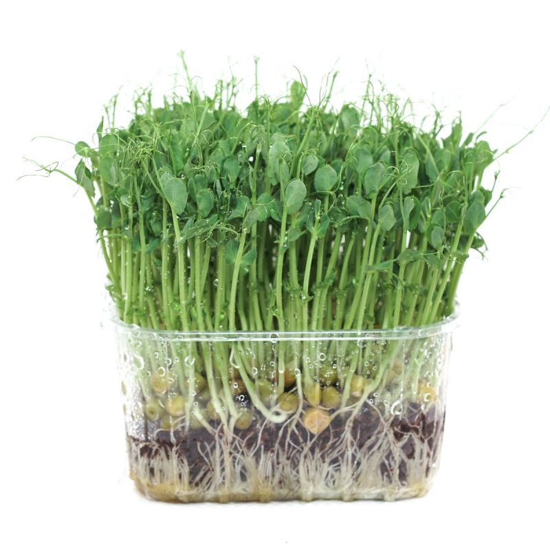 Grašak za mikrozelen — 250 g