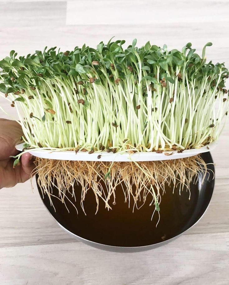 Suncokret crni — 250 g