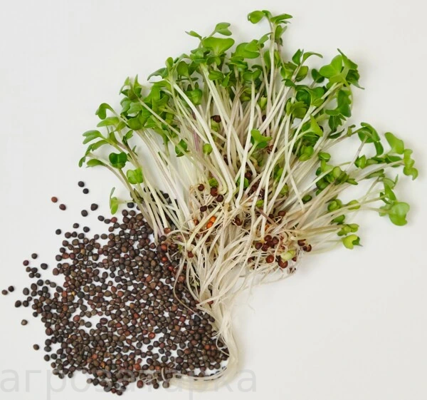 Brokoli Calabrese — 50 g